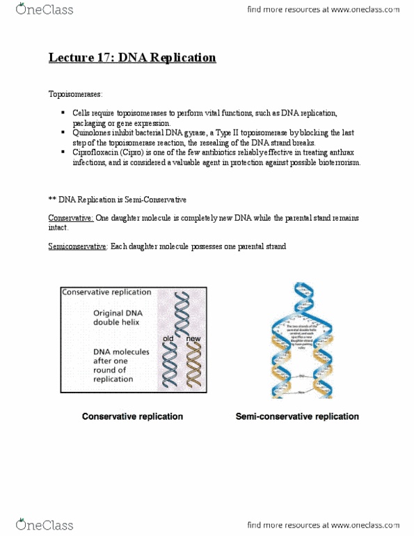MBB 222 Lecture Notes - Lecture 17: Klenow Fragment, Dnaa, Dna Supercoil thumbnail