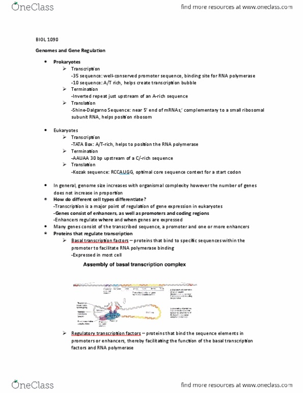 BIOL 1090 Lecture Notes - Lecture 12: Euchromatin, Heterochromatin, Ribosomal Rna thumbnail