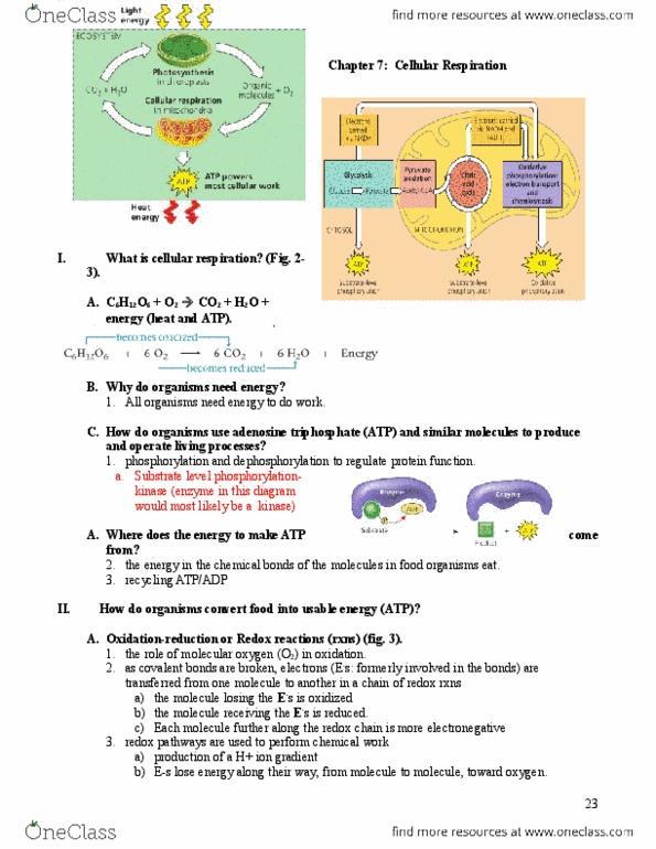 EBIO 1210 Lecture Notes - Lecture 7: Peroxisome, Acetyl-Coa, Citric Acid Cycle thumbnail