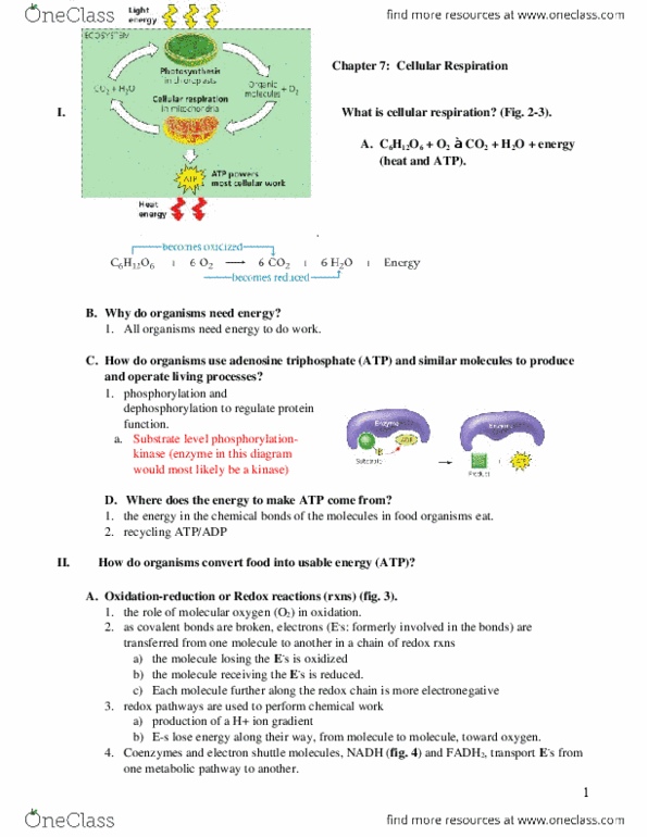 EBIO 1210 Lecture Notes - Lecture 7: Beta Oxidation, Atp Synthase, Catabolism thumbnail