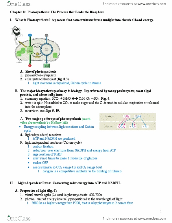 EBIO 1210 Lecture Notes - Lecture 8: Succulent Plant, Photorespiration, Carboxylation thumbnail