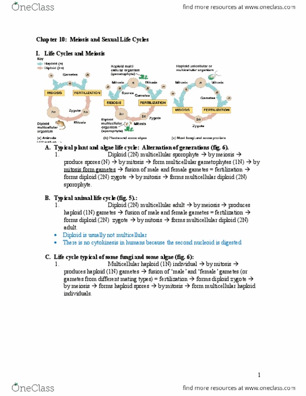 EBIO 1210 Lecture Notes - Lecture 10: Sister Chromatids, Homologous Chromosome, Synapsis thumbnail