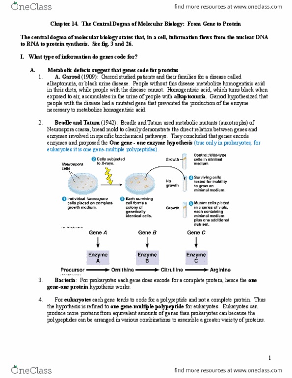 EBIO 1210 Lecture Notes - Lecture 14: Ribosomal Rna, Aminoacyl-Trna, Nonsense Mutation thumbnail