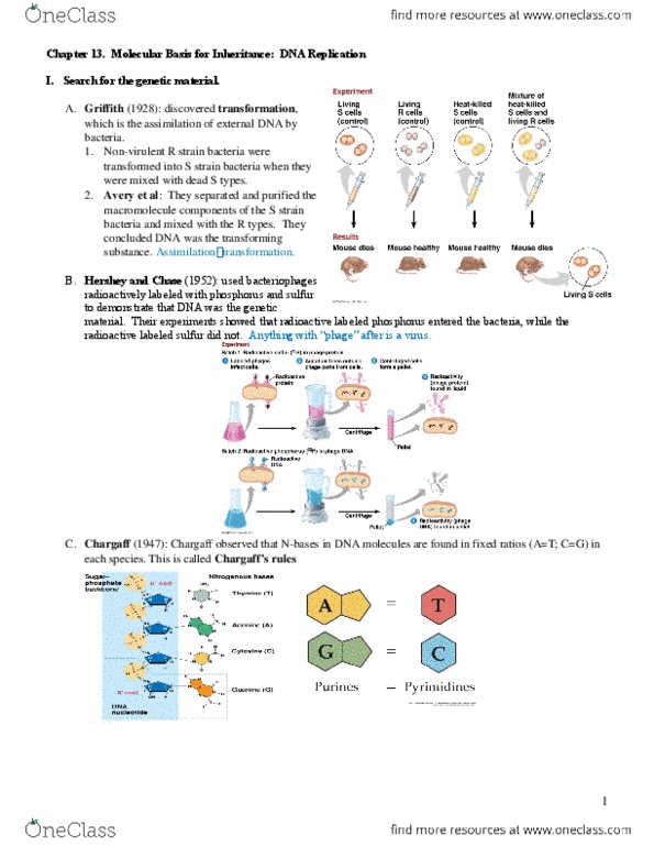 EBIO 1210 Lecture Notes - Lecture 13: Chromosome, Euchromatin, Dna Ligase thumbnail