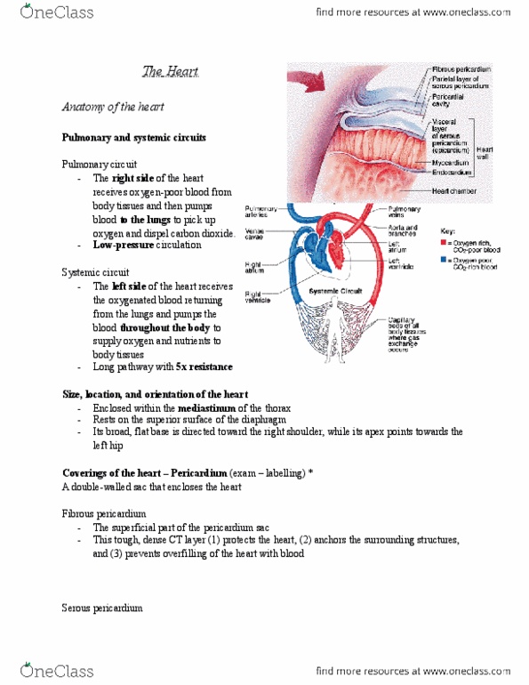 ANP 1106 Lecture Notes - Lecture 6: Sinus Rhythm, Middle Cardiac Vein, Circumflex thumbnail