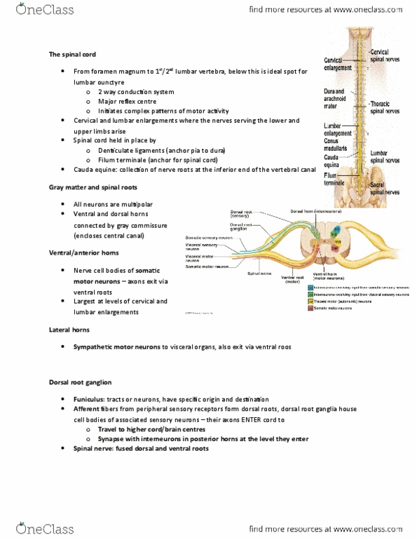 ANP 1106 Lecture Notes - Lecture 7: Tight Junction, Ependyma, Dural Venous Sinuses thumbnail