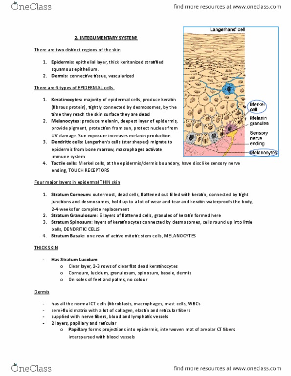 ANP 1106 Lecture Notes - Lecture 2: Root Hair, Cardiovascular Disease, Hirsutism thumbnail
