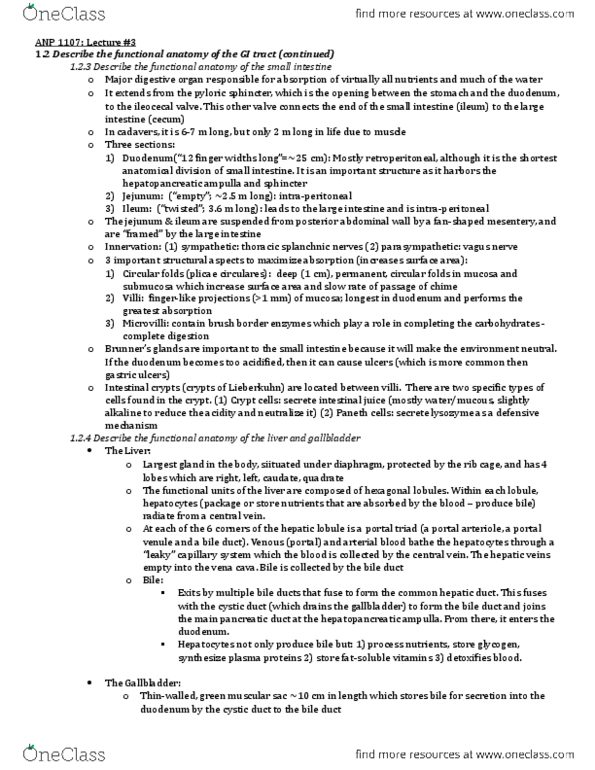 ANP 1107 Lecture Notes - Lecture 3: Abdominopelvic Cavity, Glycogen, Cystic Duct thumbnail