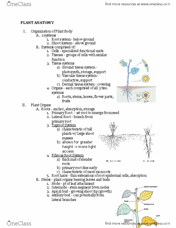 01:119:116 Lecture Notes - Lecture 9: Cell Membrane, Rechargeable Battery, Flowering Plant thumbnail