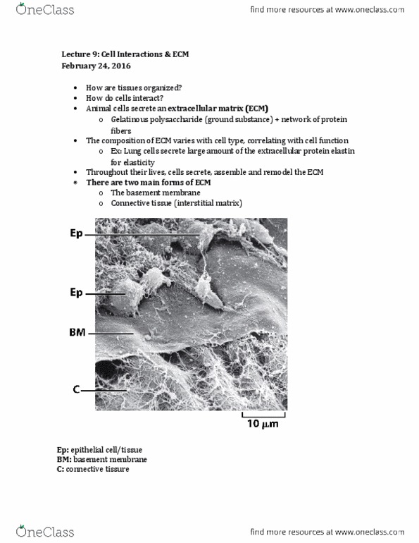 BIOL2000 Lecture Notes - Lecture 9: Connexin, Lysine, Stratified Squamous Epithelium thumbnail