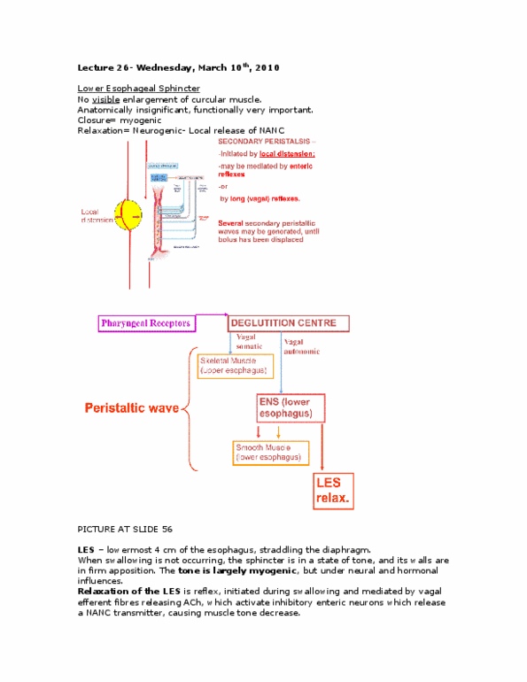 PHGY 210 Lecture Notes - Resting Potential, Vagus Nerve, Peristalsis thumbnail