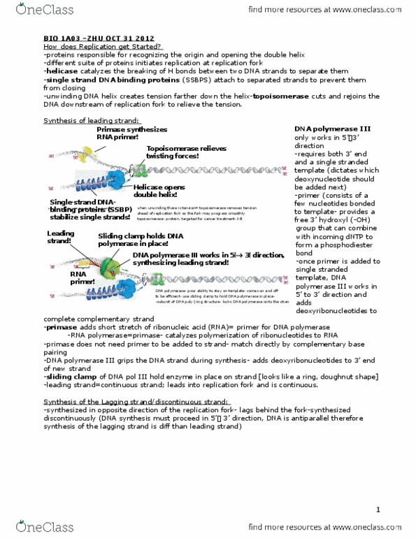 BIOLOGY 1A03 Lecture Notes - Lecture 13: Telomere, Chromosome, Telomerase thumbnail