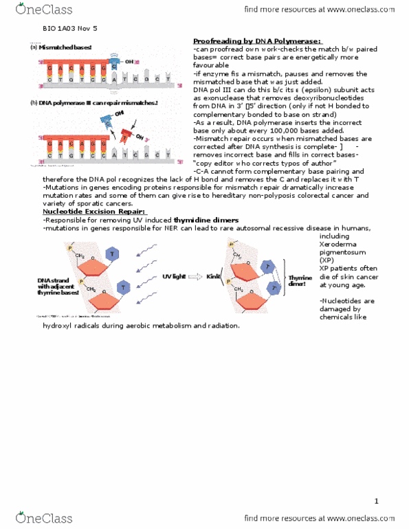 BIOLOGY 1A03 Lecture Notes - Lecture 11: Ribosome, Arginine, Ornithine thumbnail