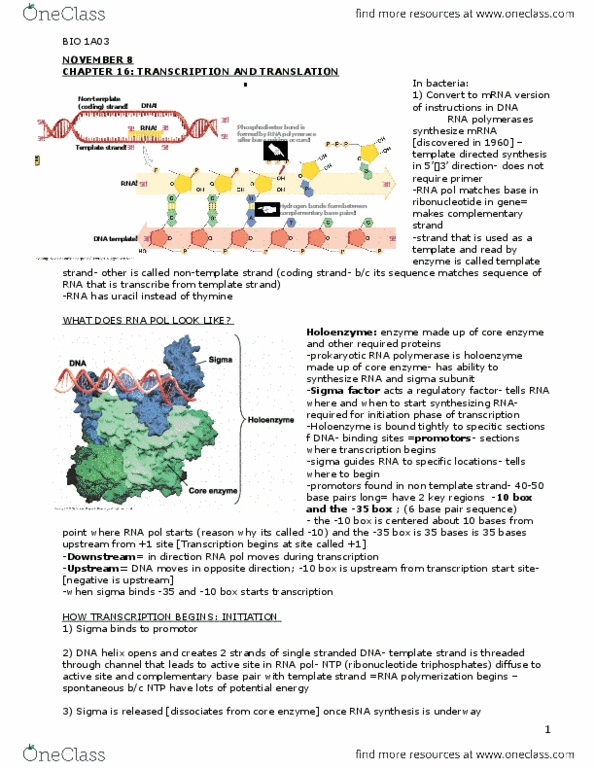 BIOLOGY 1A03 Chapter Notes - Chapter 16: Leucine, Nuclear Membrane, Polysome thumbnail