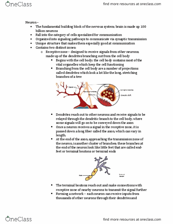 PSYCH 1XX3 Lecture Notes - Lecture 4: Extracellular Fluid, Resting Potential, The Terminal thumbnail