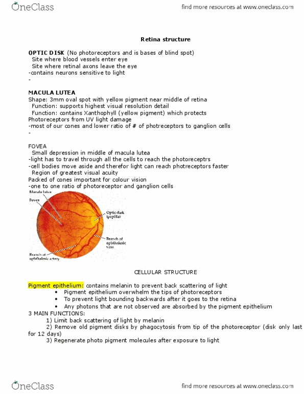 NEUR 3200 Lecture Notes - Lecture 14: Heterotrimeric G Protein, Ligand-Gated Ion Channel, Transducin thumbnail