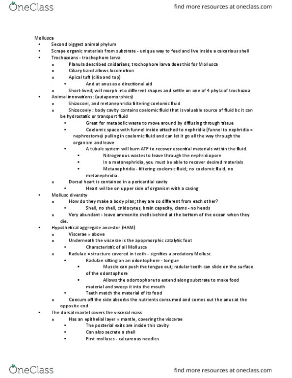 BIO 2135 Lecture Notes - Lecture 7: Mollusc Shell, Pericardium, Mollusca thumbnail