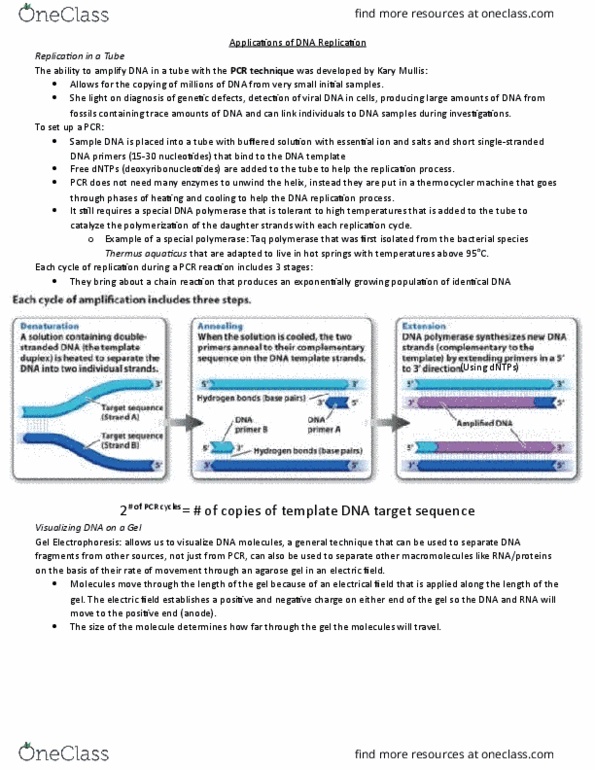 BIOLOGY 1A03 Lecture Notes - Lecture 17: Thermus Aquaticus, Kary Mullis, Agarose Gel Electrophoresis thumbnail