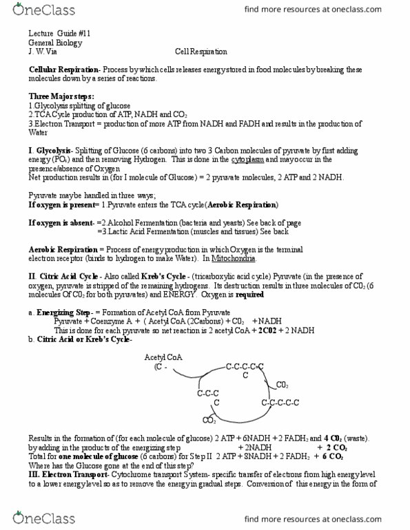 BIOL 1005 Lecture Notes - Lecture 26: Citric Acid Cycle, Acetyl-Coa, Lactic Acid thumbnail
