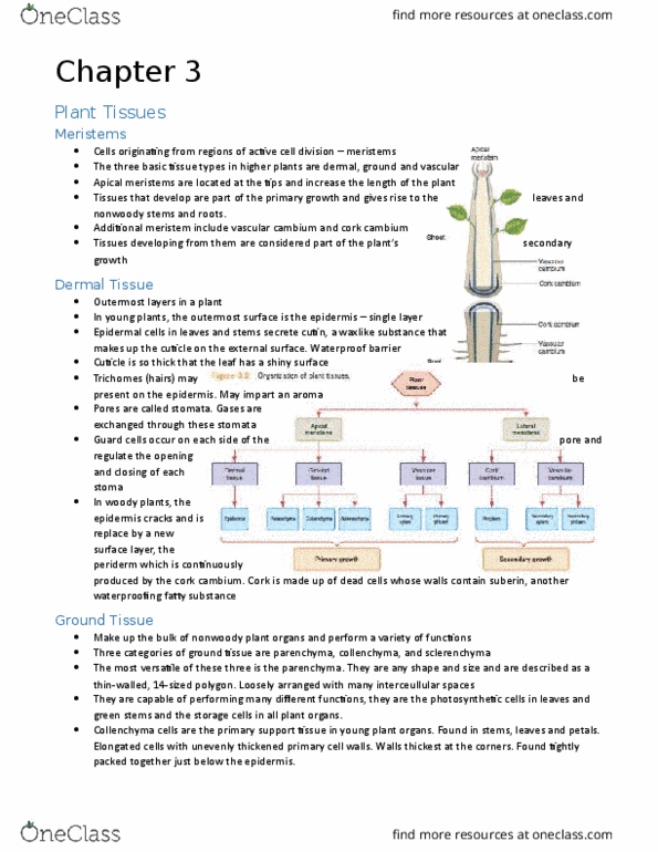 BIOB38H3 Chapter Notes - Chapter 3: Cork Cambium, Vascular Cambium, Phloem thumbnail