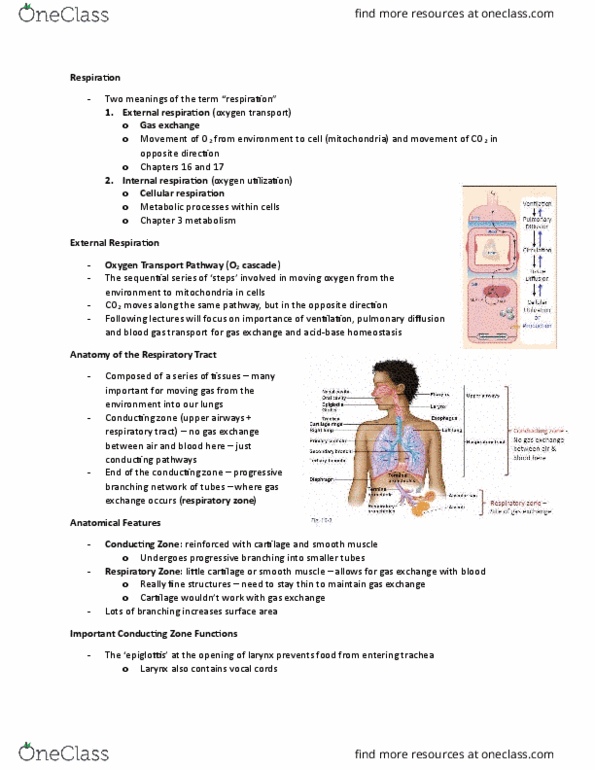 BIOLOGY 2A03 Chapter Notes - Chapter 13,14: Allis-Chalmers D Series, Spirometer, Escalator thumbnail