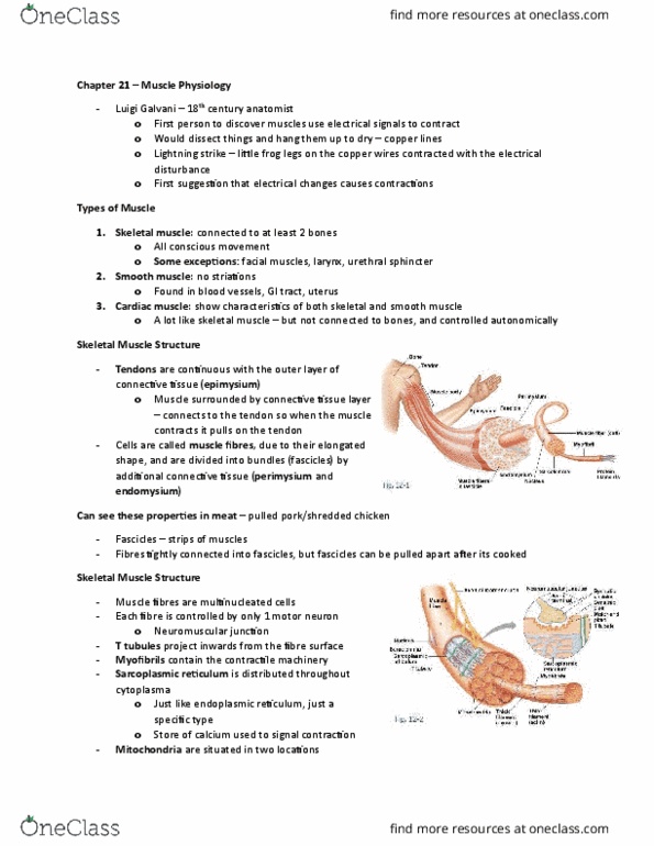BIOLOGY 2A03 Chapter Notes - Chapter 21: Anaerobic Glycolysis, Golgi Tendon Organ, Myosin Light-Chain Kinase thumbnail