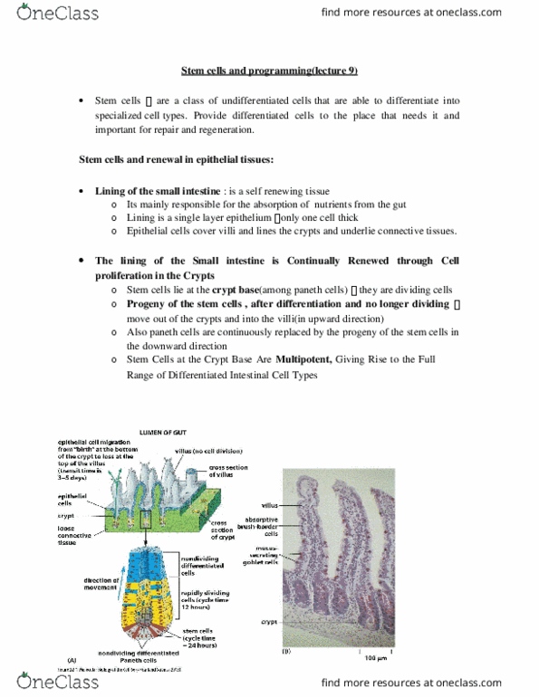 BIO315H5 Lecture Notes - Lecture 3: Wnt Signaling Pathway, Notch Signaling Pathway, Paneth Cell thumbnail
