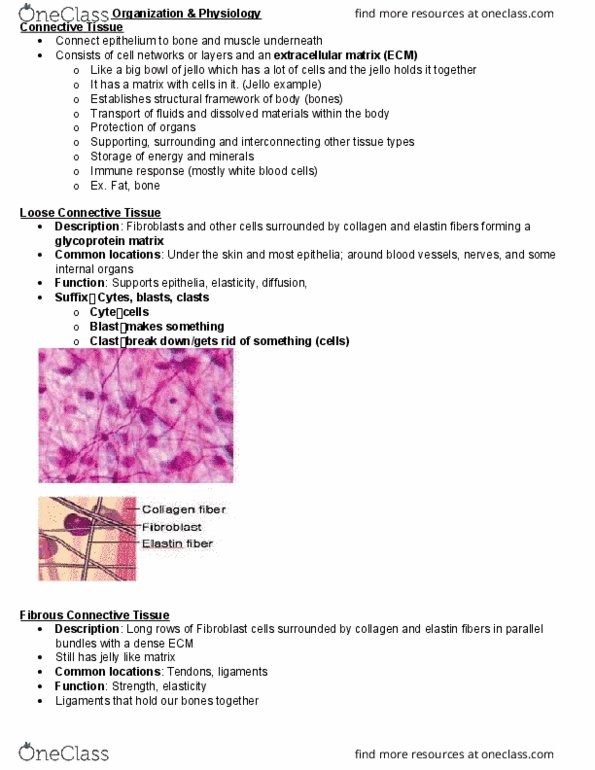 BIOA02H3 Lecture Notes - Lecture 2: Skeletal Muscle, Multinucleate, Cardiac Muscle thumbnail
