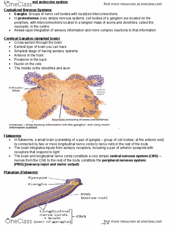 BIOA02H3 Lecture Notes - Lecture 4: Autocrine Signalling, Endocrine Gland, Autonomic Nervous System thumbnail