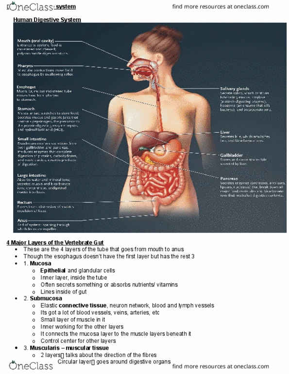 BIOA02H3 Lecture Notes - Lecture 8: Autonomic Nervous System, Glycogen, Cholesterol thumbnail