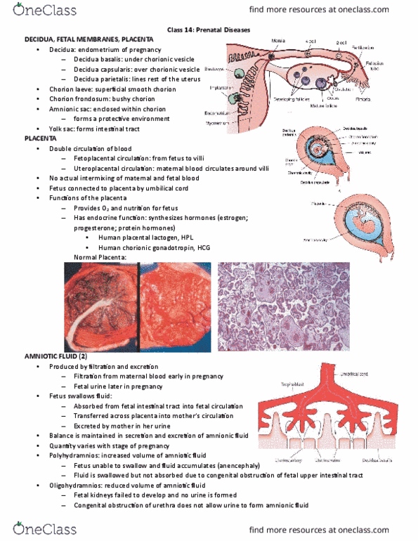 HSS 3305 Lecture Notes - Lecture 14: Haematopoiesis, Blood Proteins, Choriocarcinoma thumbnail