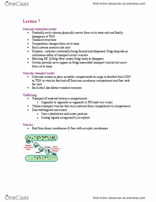 BIOL 1090 Lecture Notes - Lecture 7: Tethering, Immunoglobulin Light Chain, Copii thumbnail