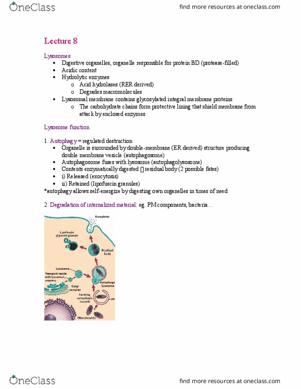 BIOL 1090 Lecture Notes - Lecture 8: Insulin, Macrophage, Chromatin thumbnail