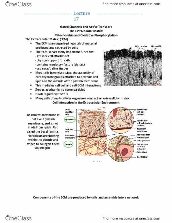 BIOL 1090 Lecture Notes - Lecture 17: Phospholipid, Photosynthesis, Endosome thumbnail