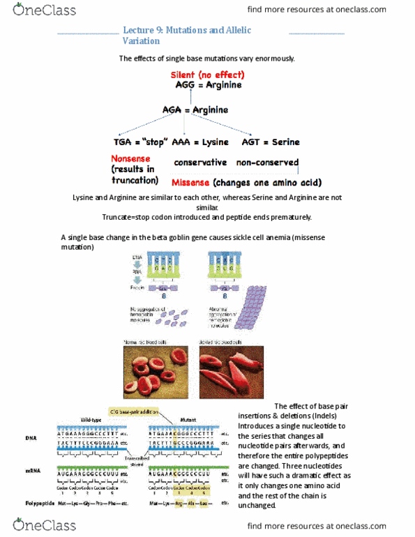 BIOL 1090 Lecture Notes - Lecture 9: Wild Type, Zygosity, Antennapedia thumbnail