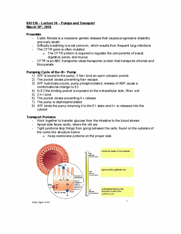 BIO130H1 Lecture Notes - Lecture 16: Resting Potential, Antiporter, Chlorine thumbnail