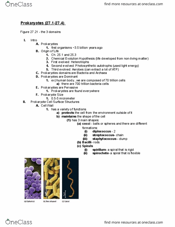 01:119:116 Lecture Notes - Lecture 2: Metaphase, Streptococcus, Gram-Positive Bacteria thumbnail