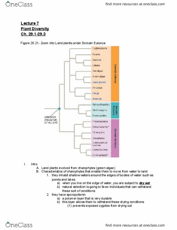 01:119:116 Lecture Notes - Lecture 7: Megaspore, Herbaceous Plant, Marchantiophyta thumbnail