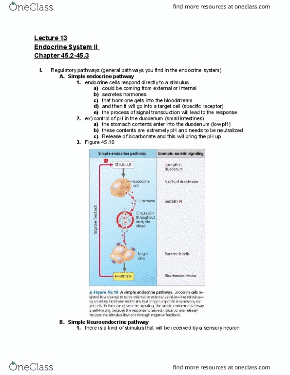 01:119:116 Lecture Notes - Lecture 13: Parathyroid Gland, Glucocorticoid, Somatostatin thumbnail