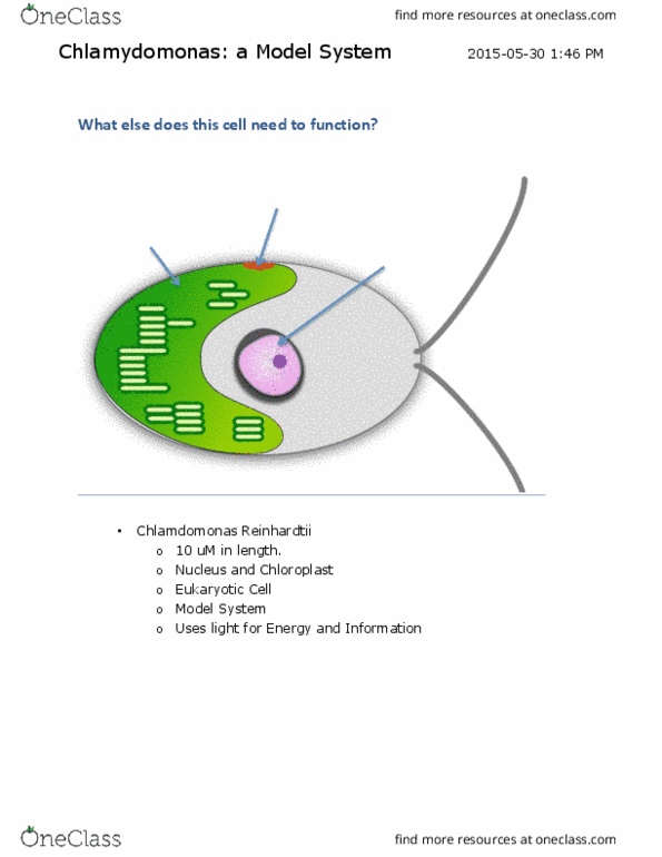 Biology 1002B Lecture Notes - Lecture 1: Chlamydomonas, Simple Eye In Invertebrates, Channelrhodopsin thumbnail