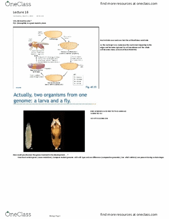 Biology 1002B Lecture Notes - Lecture 16: Embryology, Comparative Genomics, Wild Type thumbnail