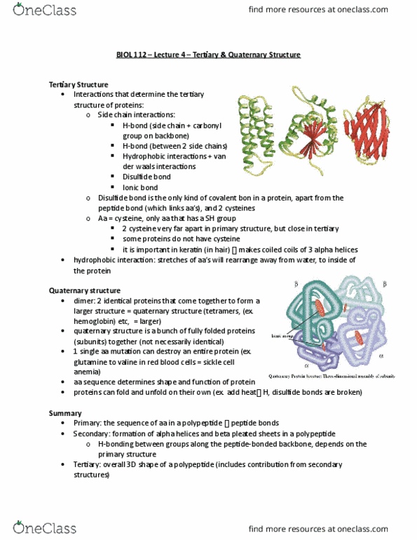 BIOL 112 Lecture Notes - Lecture 4: Keratin, Nitrogenous Base, Hemoglobin thumbnail