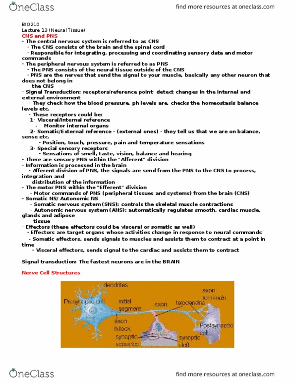 BIO210Y5 Lecture Notes - Lecture 13: Lysosome, Active Transport, Special Senses thumbnail