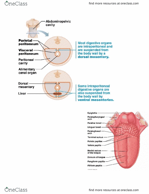 Anp Final Diagrams Midterm Oneclass