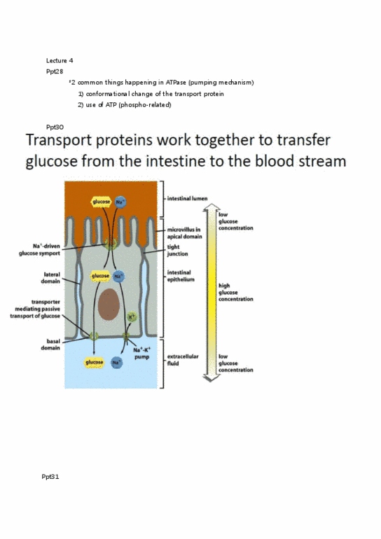 BIO130H1 Lecture Notes - Lecture 4: Electrochemical Gradient, Active Transport, Neuron thumbnail