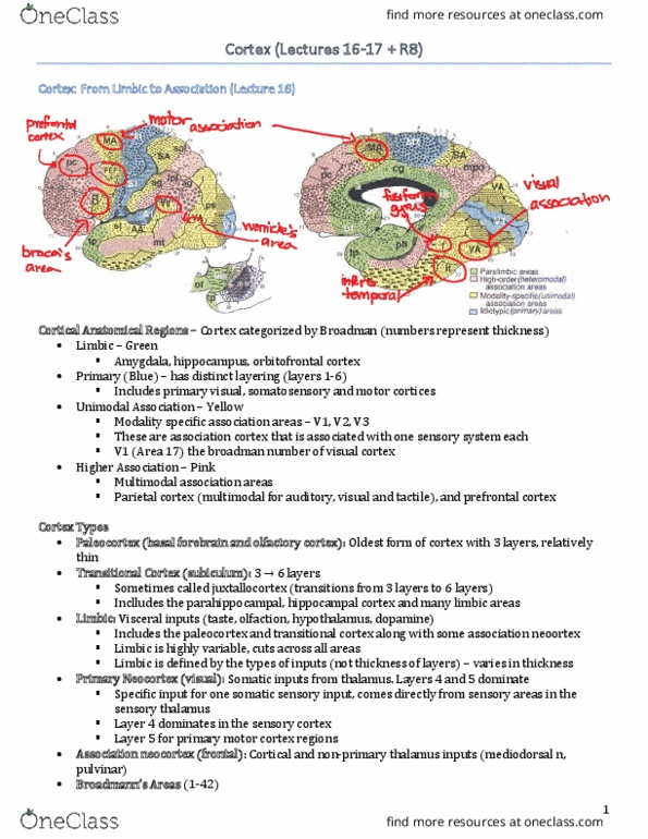 HMB200H1 Lecture Notes - Lecture 16: Planum Temporale, Auditory Cortex, Frontal Lobe thumbnail