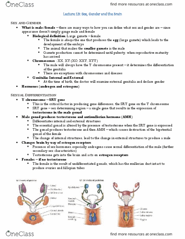 HMB200H1 Lecture Notes - Lecture 13: Olfaction, Sexually Dimorphic Nucleus, Secondary Sex Characteristic thumbnail