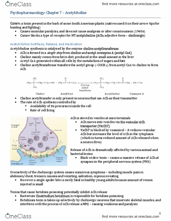PSY396H1 Chapter Notes - Chapter 7: Choline Acetyltransferase, Parasympathetic Nervous System, Acetyl-Coa thumbnail