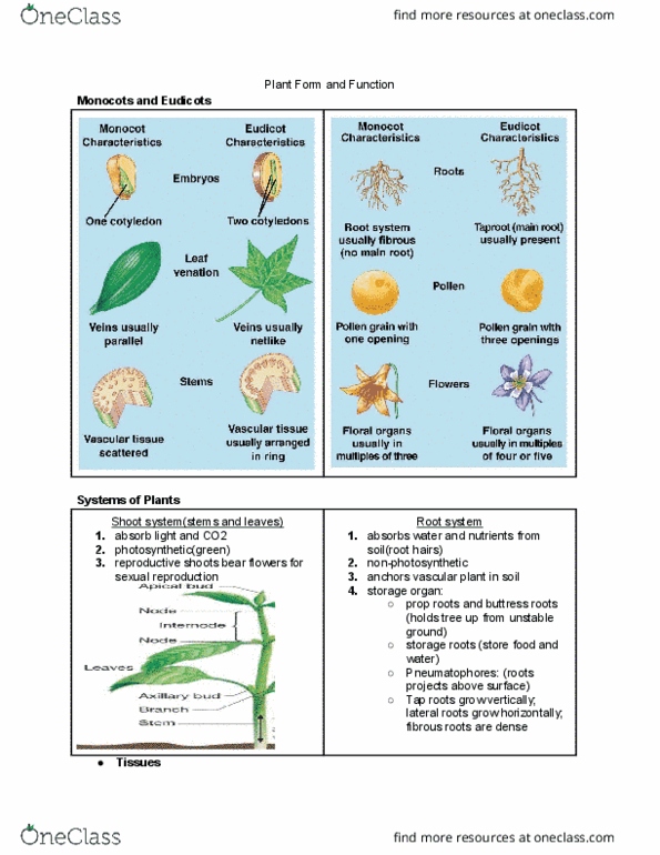 BISC 101 Lecture Notes - Lecture 10: Cell Wall, Vascular Plant, Primary Cell thumbnail