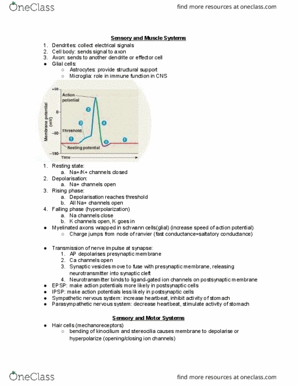 BISC 101 Lecture Notes - Lecture 21: Parasympathetic Nervous System, Sympathetic Nervous System, Schwann Cell thumbnail